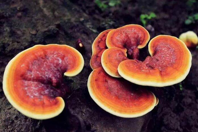 临沂信邦生物科技有限公司